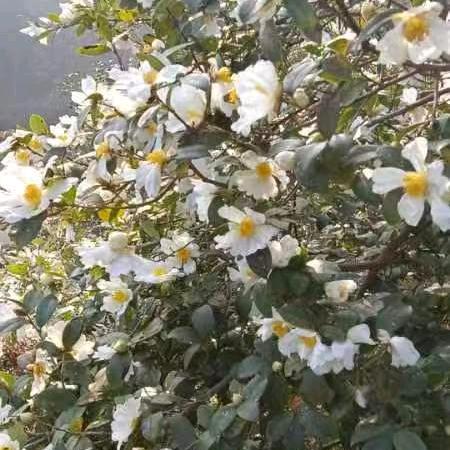 水，茶籽油
