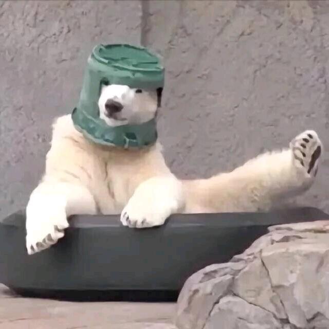 齐工大帕布鸡大王