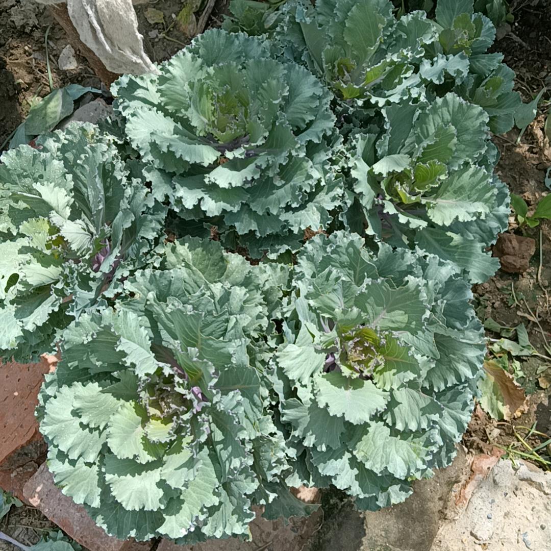 飞燕家的小花园