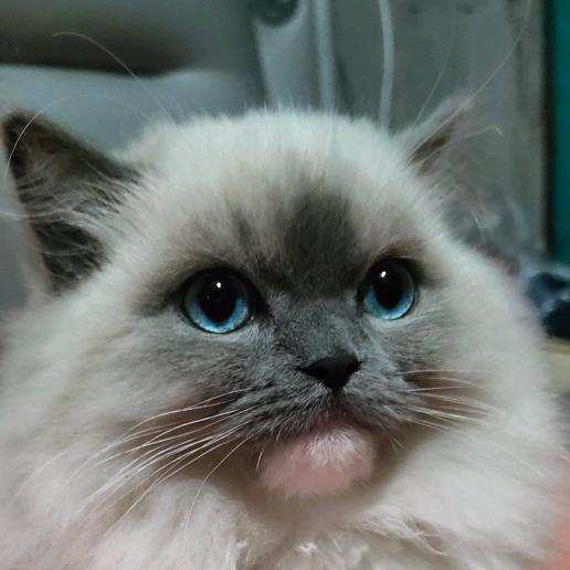 小花咪