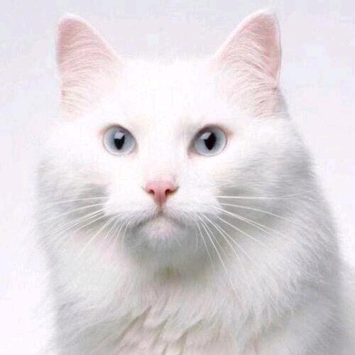 甜野猫