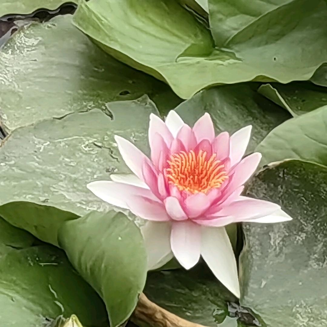 拈花