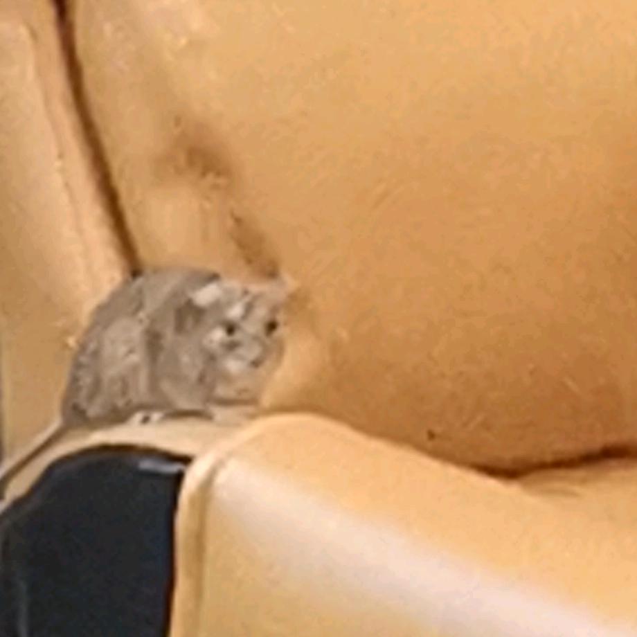 属鼠跑刀（三角洲行动）