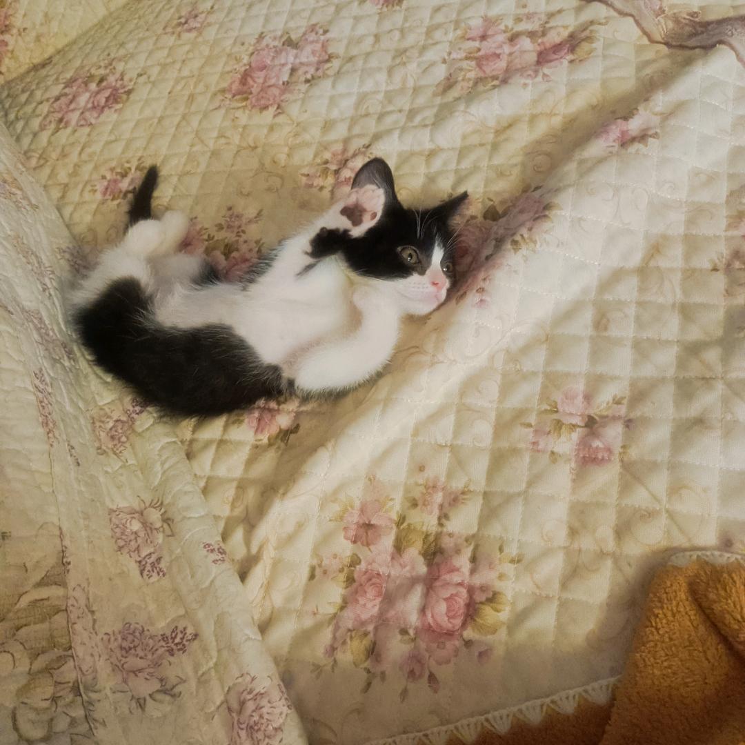 十七是只🐱