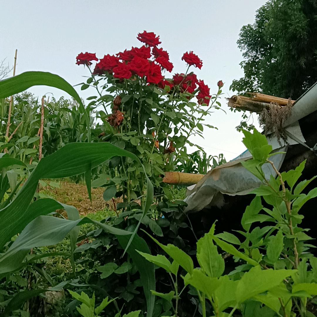 龙在江湖，身不由己