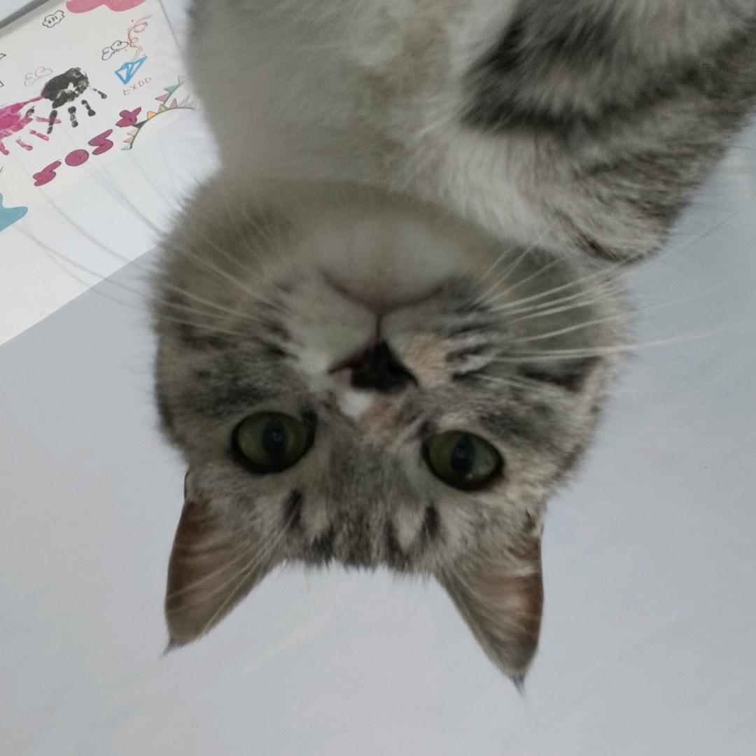 Kitty熠🍓