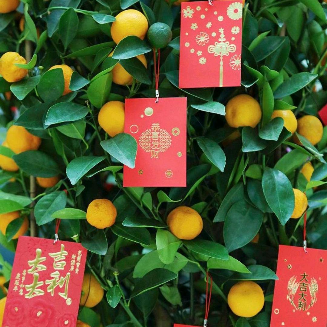何洛（紫阳）