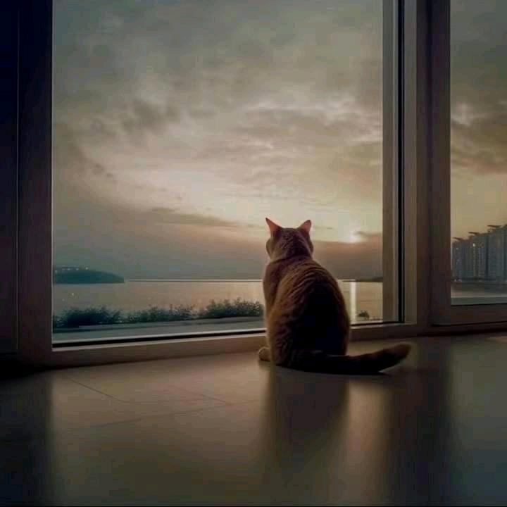 晚风知意゛