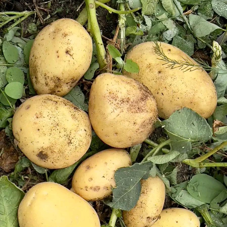 西北洋芋蛋蛋娃