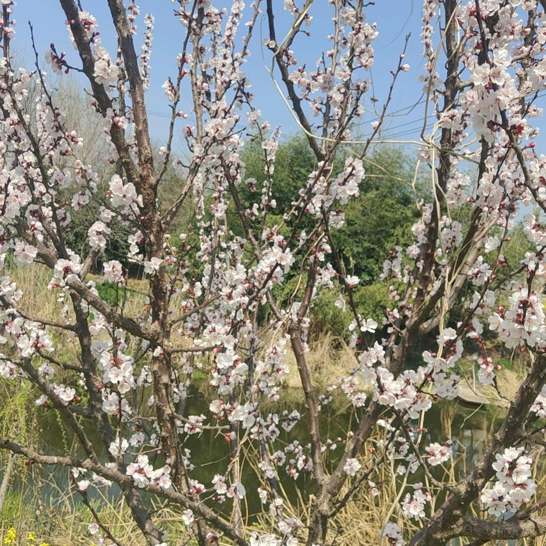 燕子