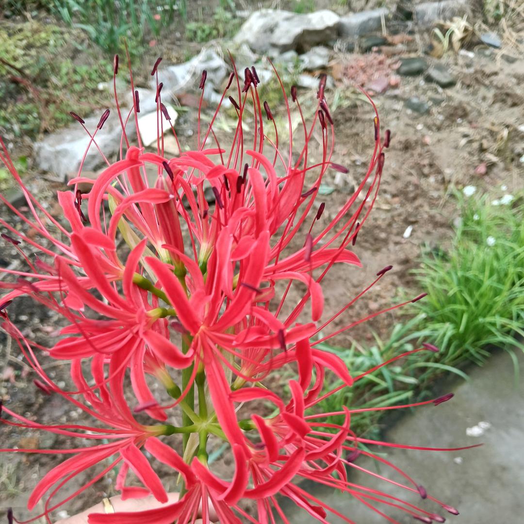 小番茄