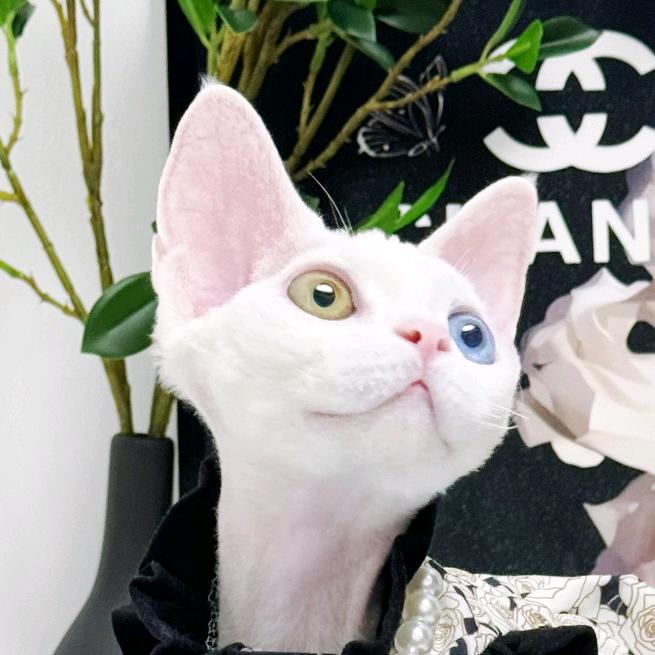 精灵家德文猫舍