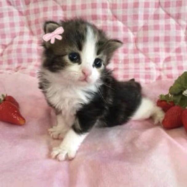 Jasmine-
