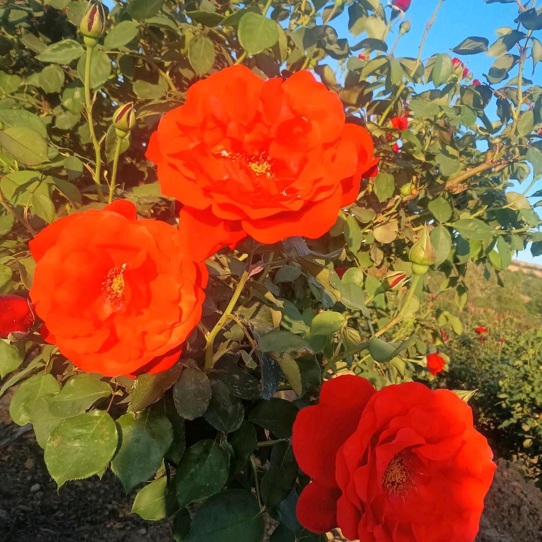 琪晨果疏王余粮