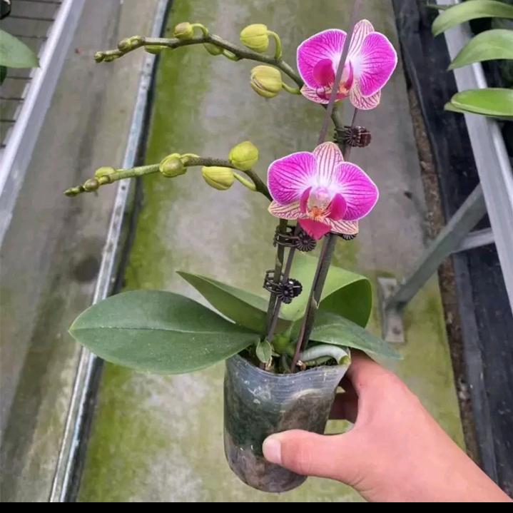 一娄阳光