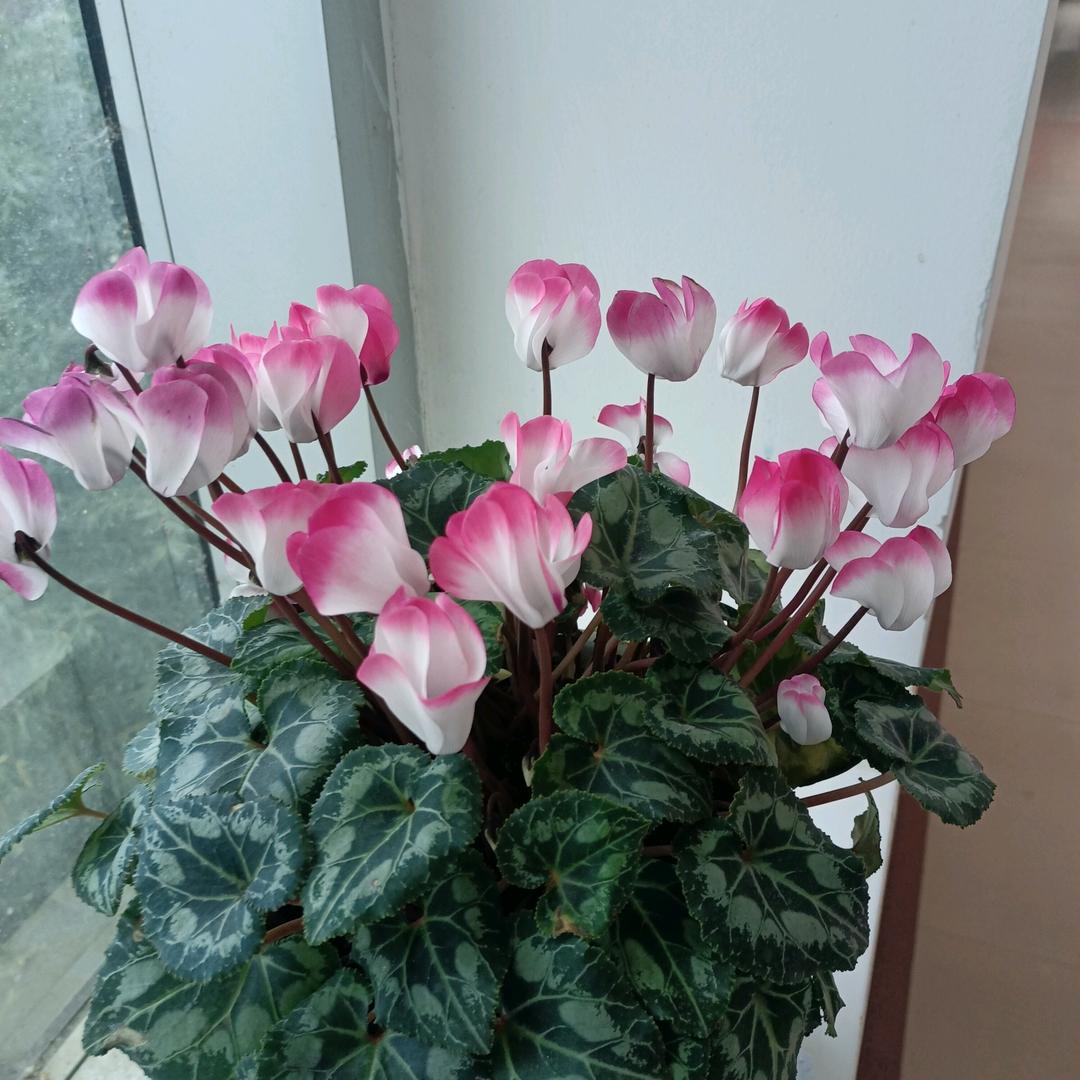 梅子花开☀️🌙🌟🌸