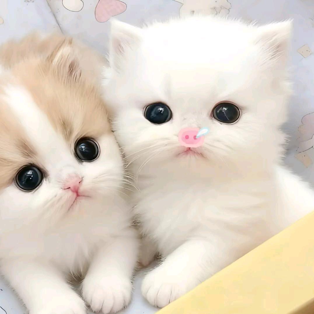 李知茵