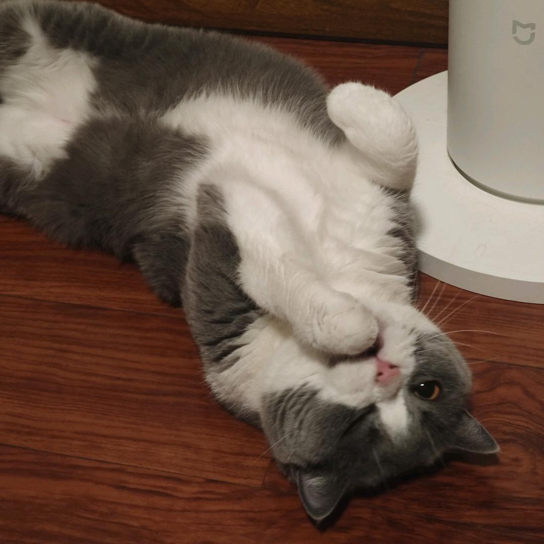 @爱吃鱼的摸鱼🌈