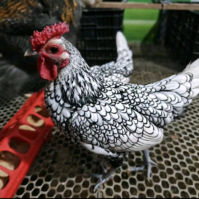 亳州波兰鸡观赏鸡养殖