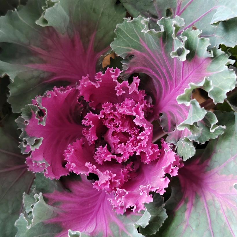 年年有余（不定时直播）