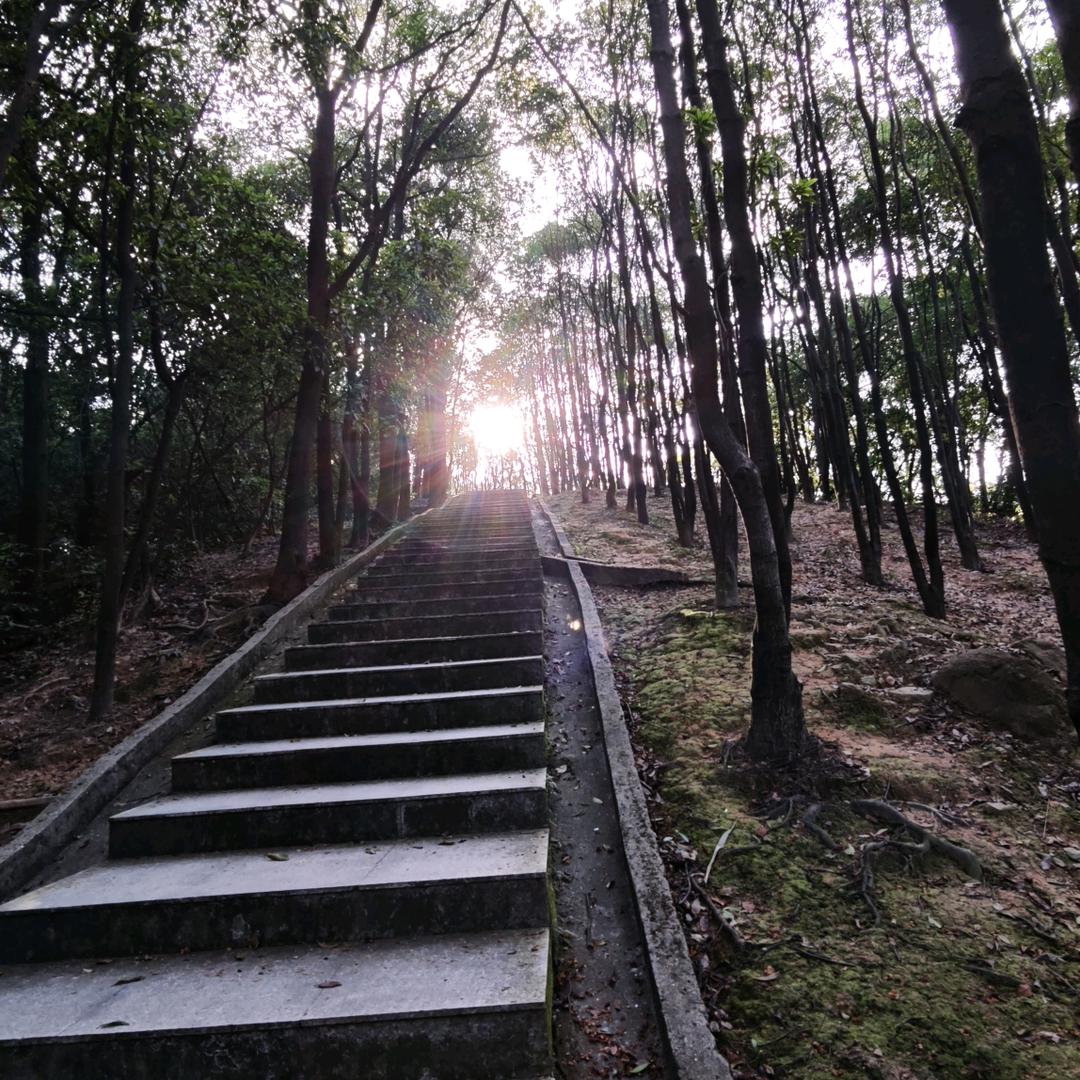 枝芽🌱🌿🌳