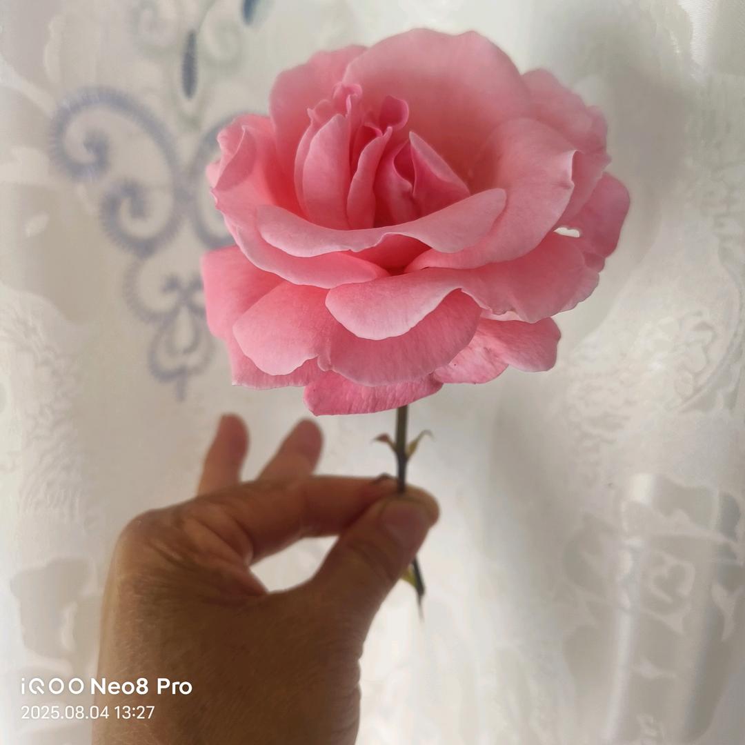 玫瑰