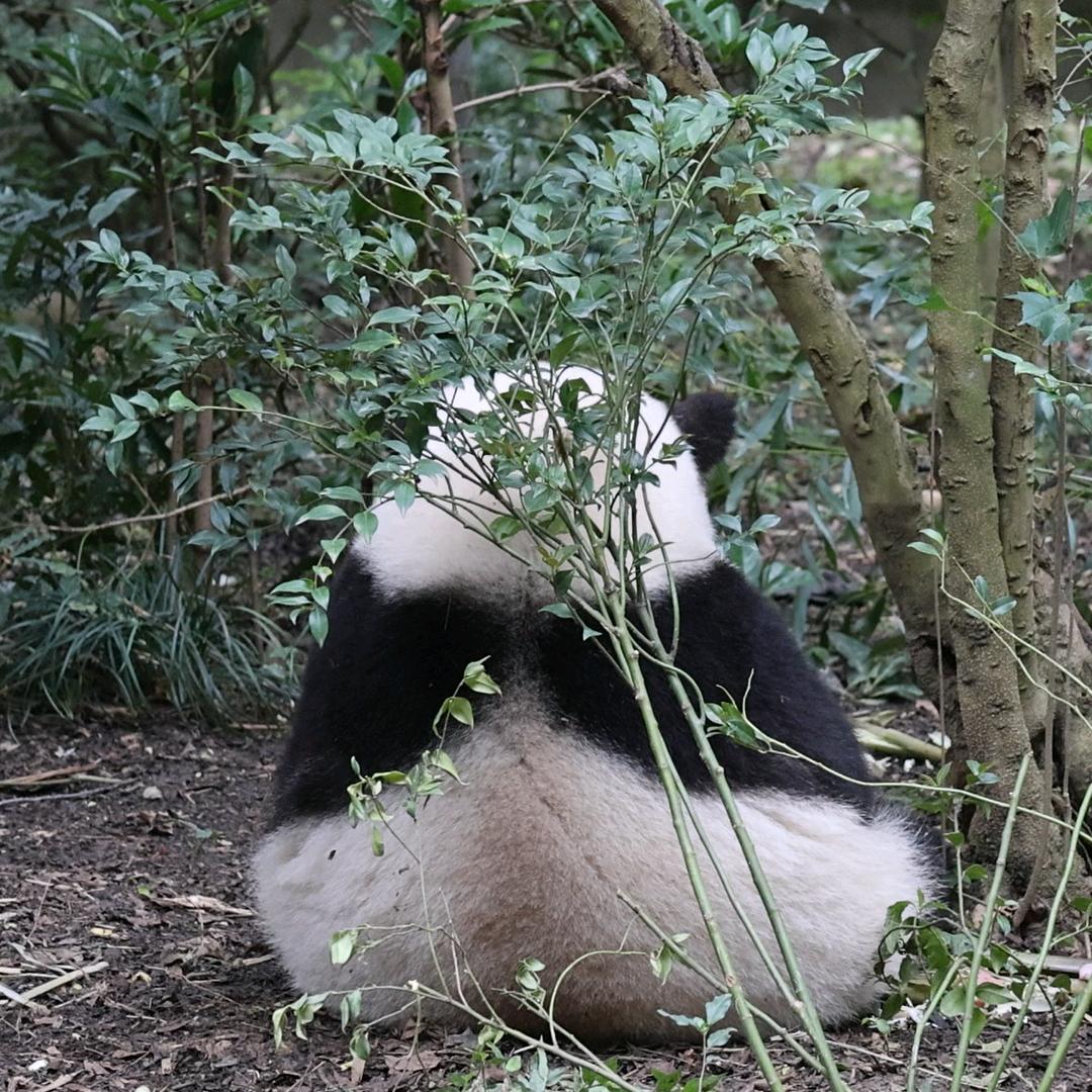 汉小堡