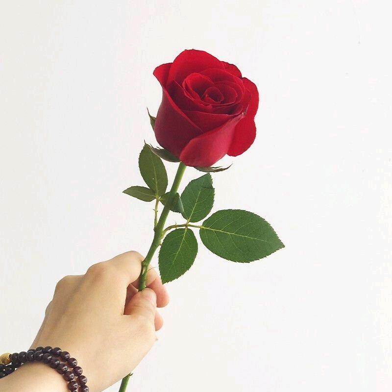 ʚ💗ɞ*信誉顺通驾校🌹玫瑰