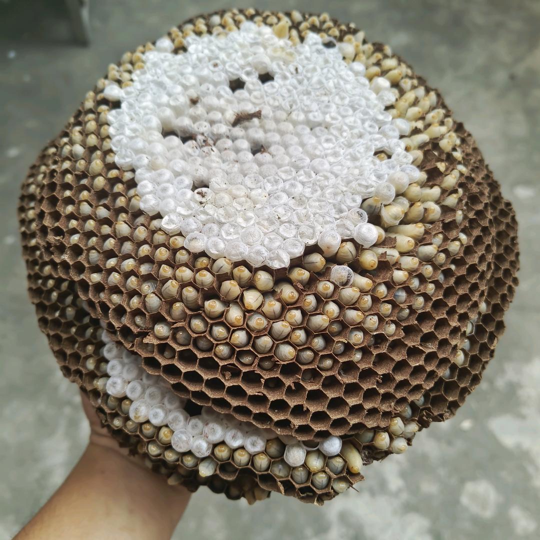 增城卖蜂卖鱼小哥