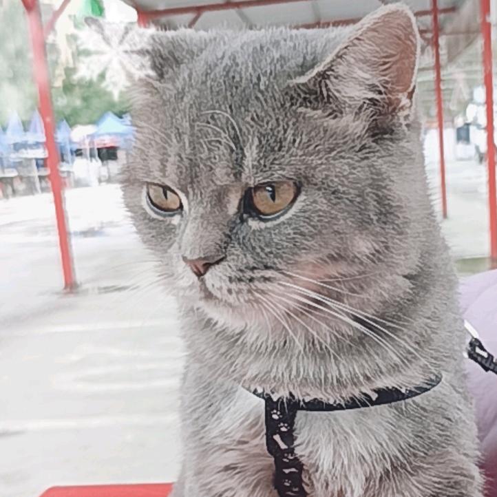 我家有只怪猫
