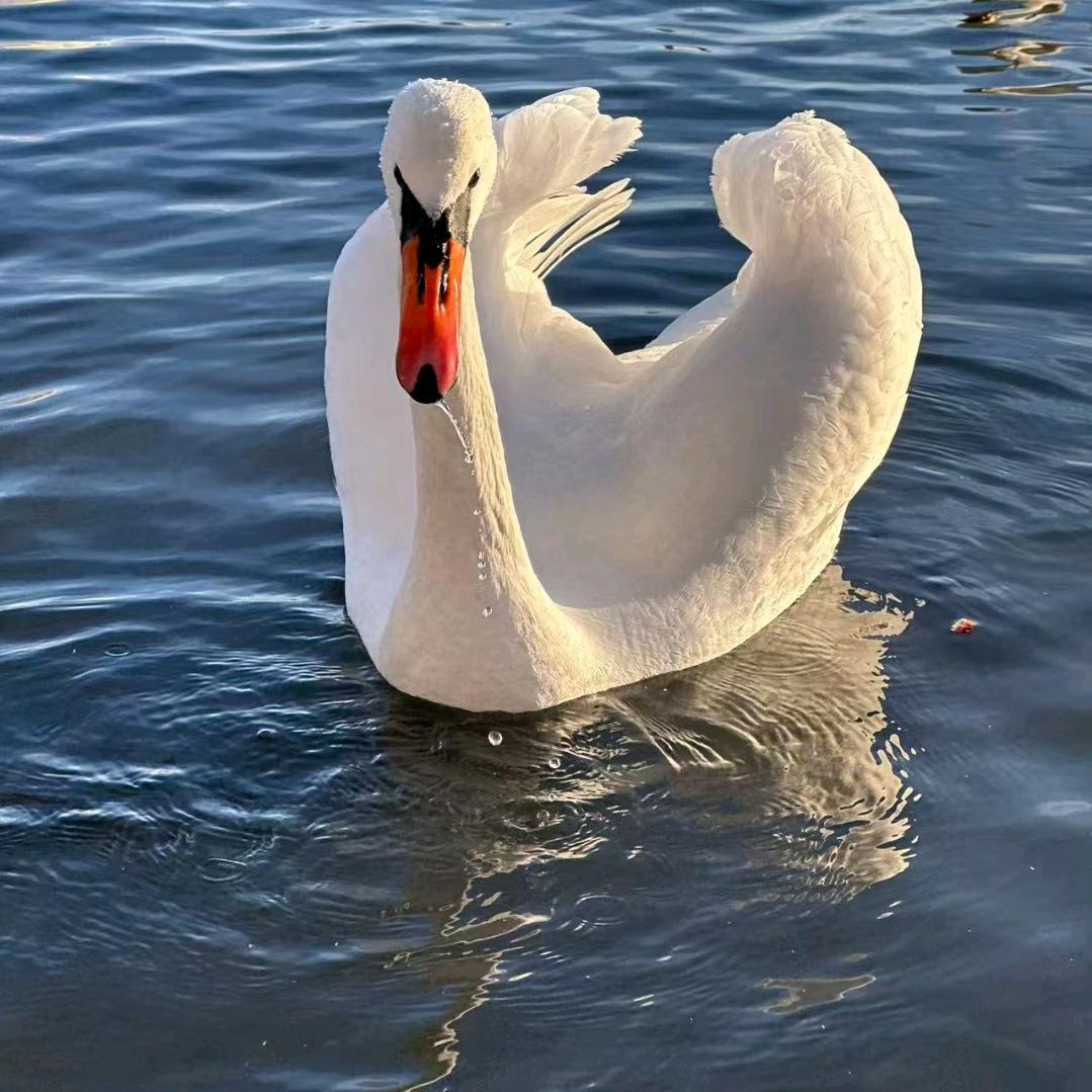 🎀独宠♥🎀