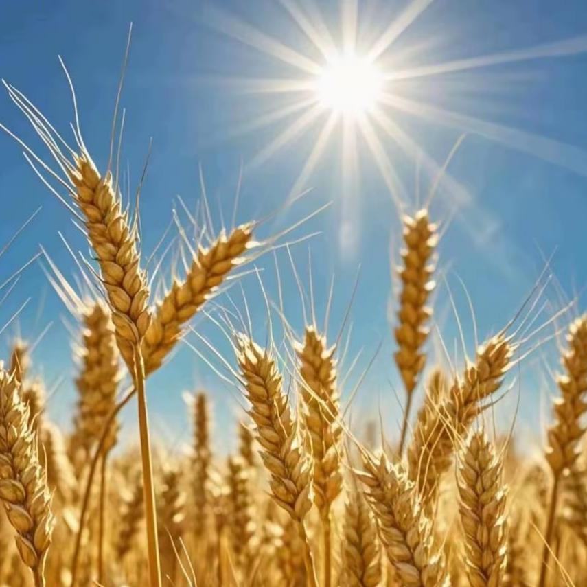 清清百货（好物在橱窗）