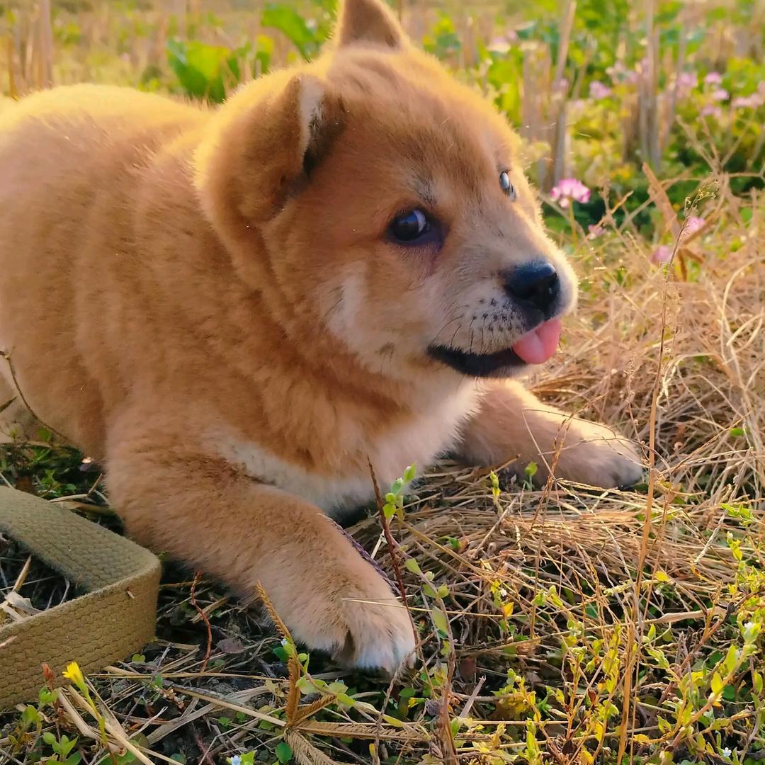 广西小白家中华田园犬