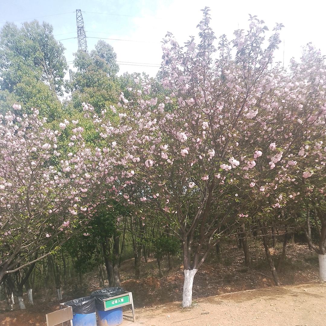 周文丁的妈妈
