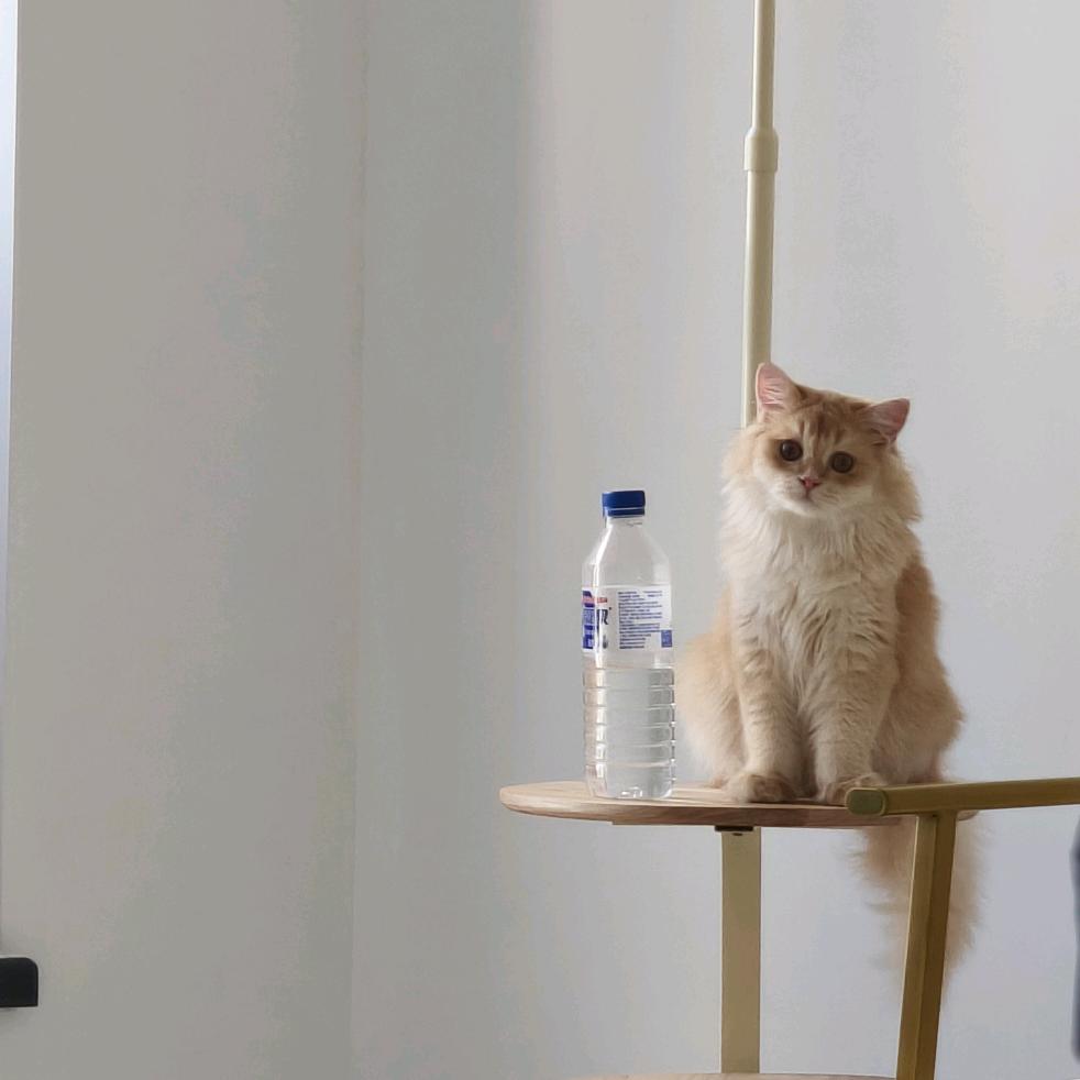我有一只叫柴柴的小橘猫