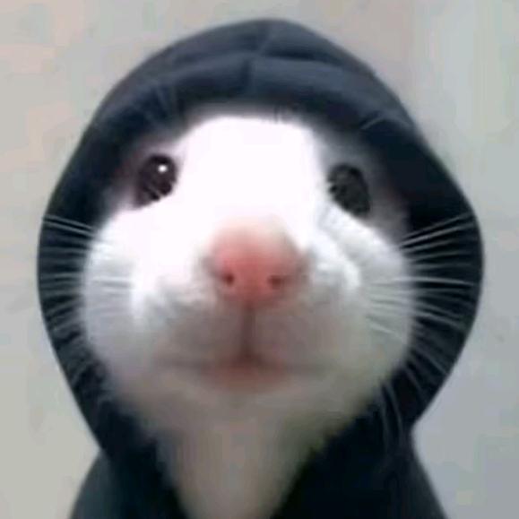 困困鱼～