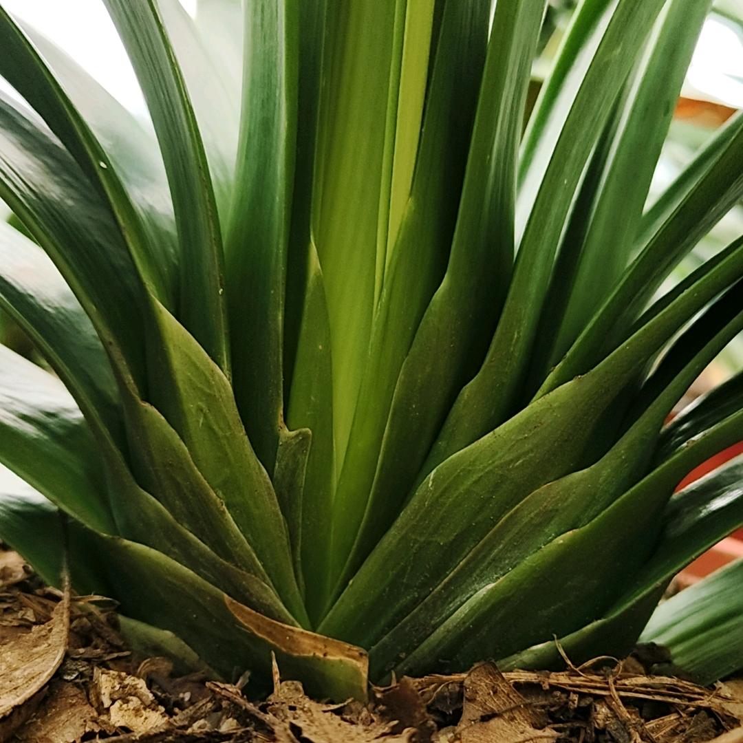 种花家的小兔子