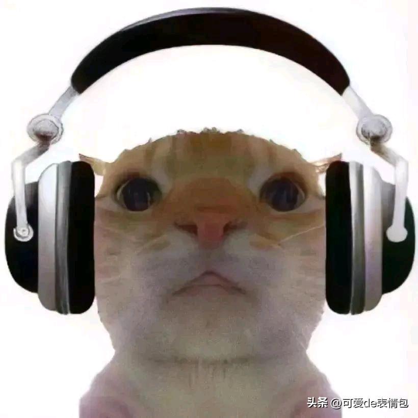 喵喵音乐厅
