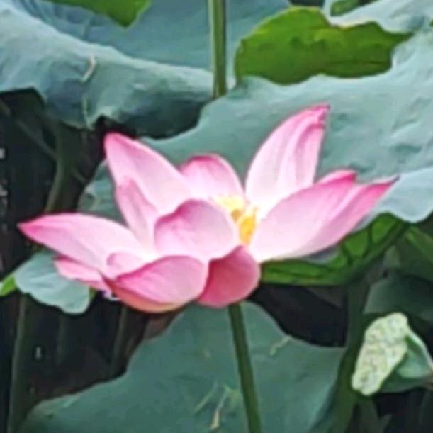 柒戈哥