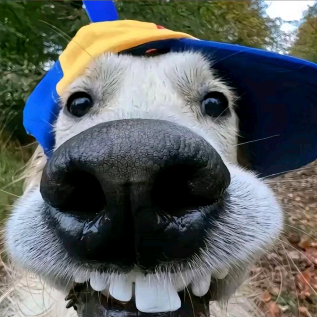 幸福的人不听歌