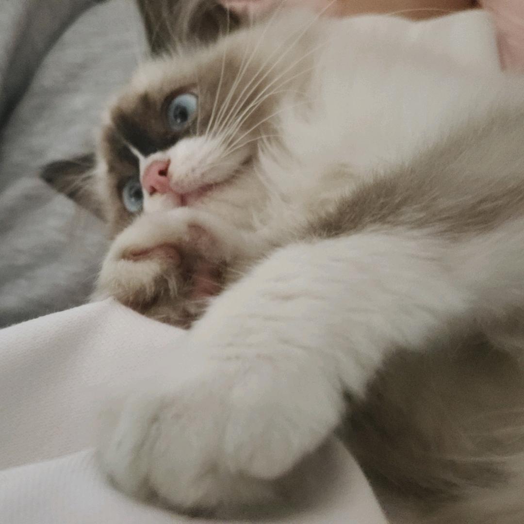 樱辞