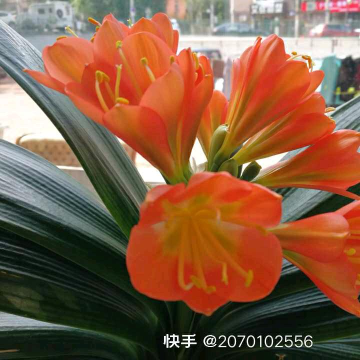 老马