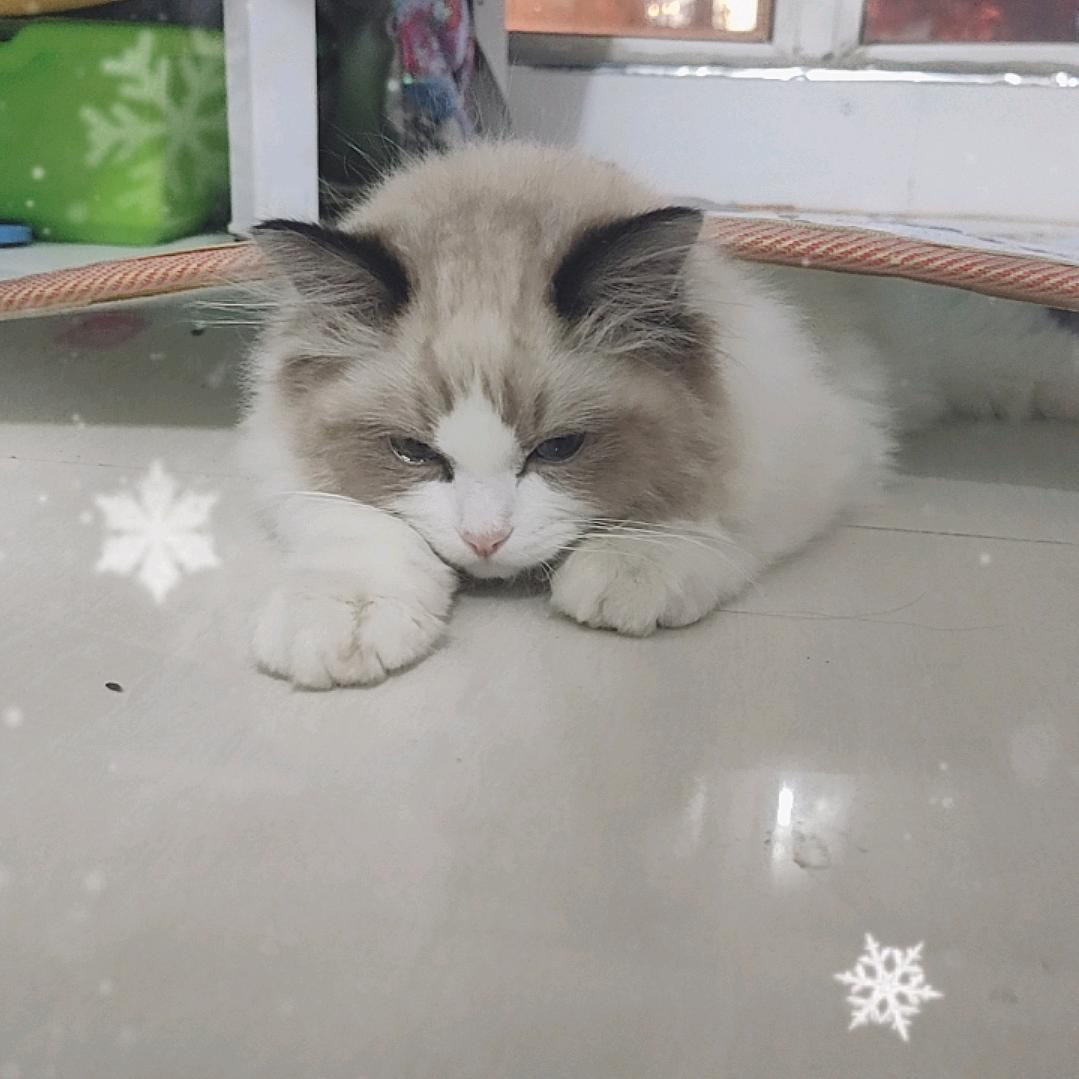 团子的日常生活