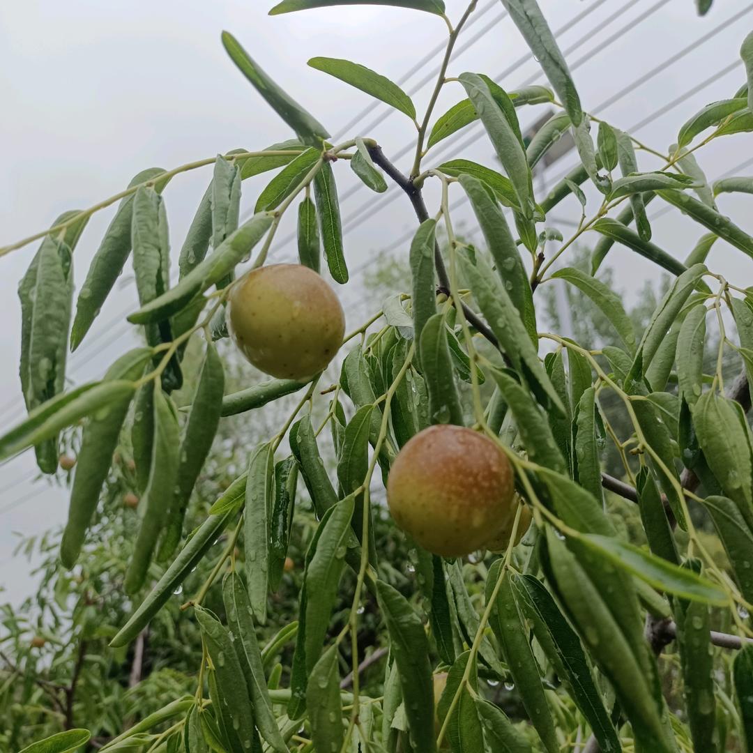 倔强的石头