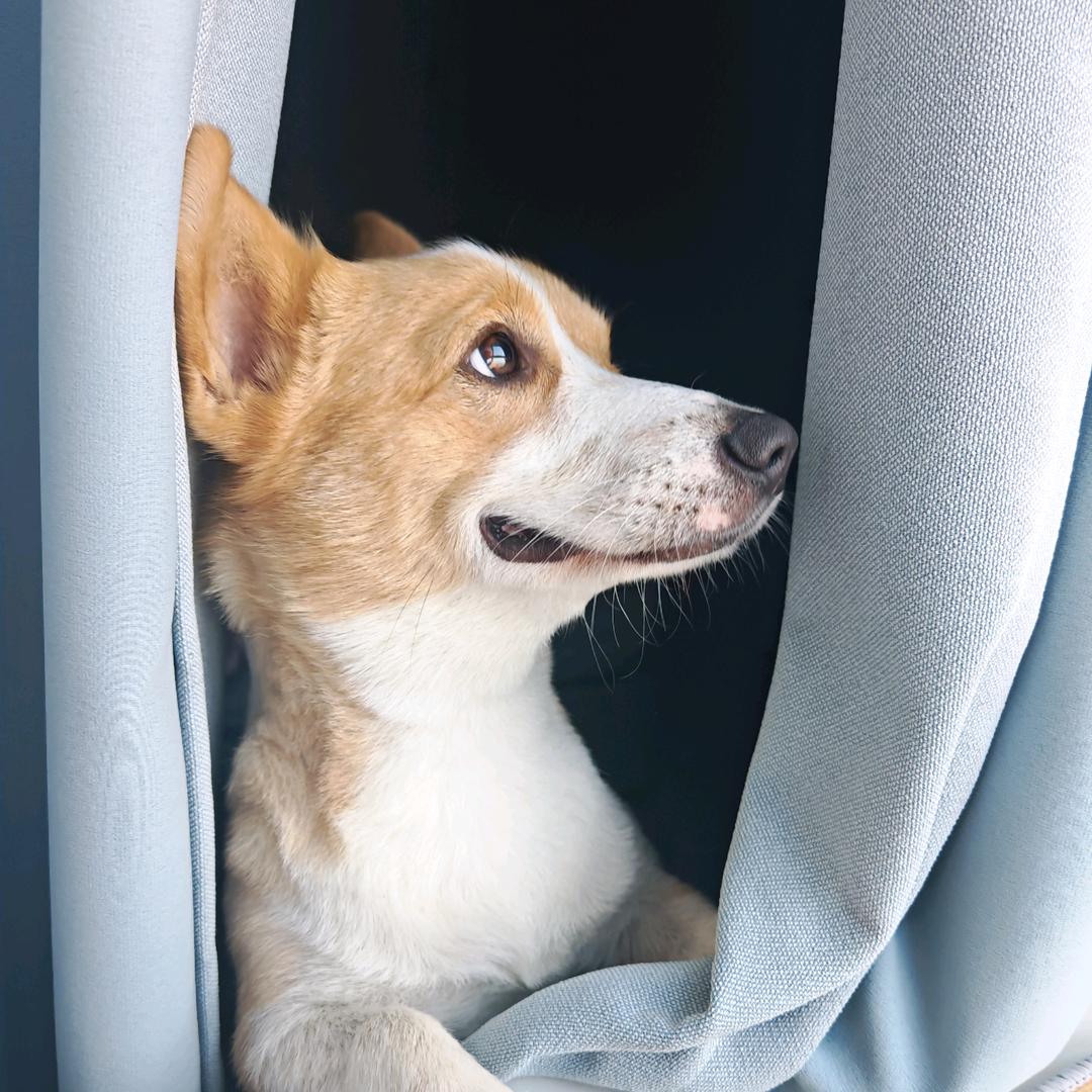 旺仔不是小馒头