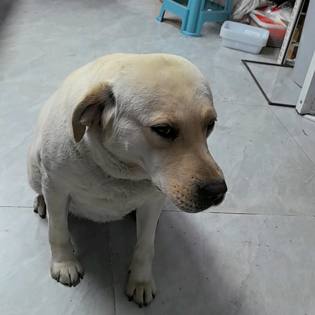 猪猪侠68479152456