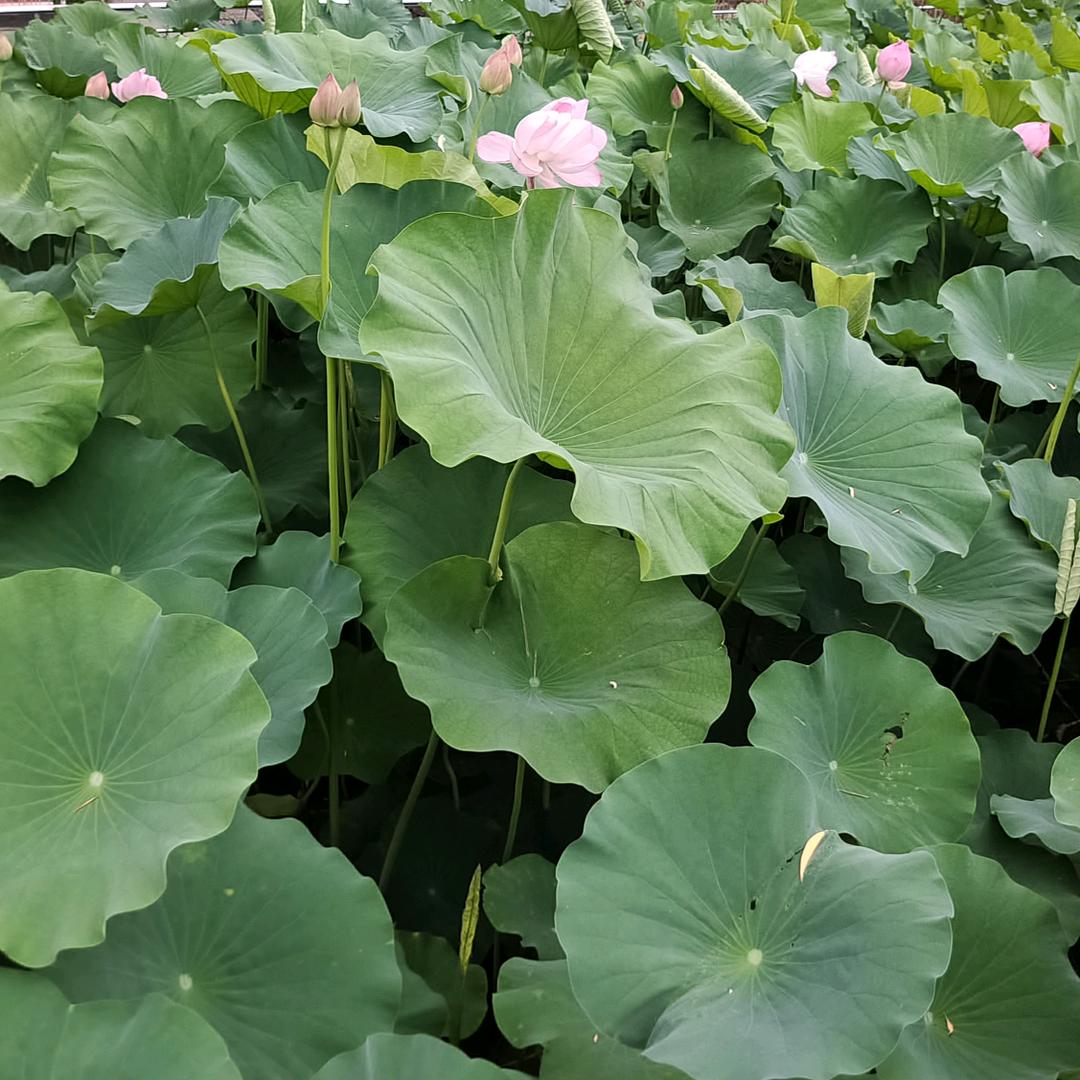 柠檬柚子百香果