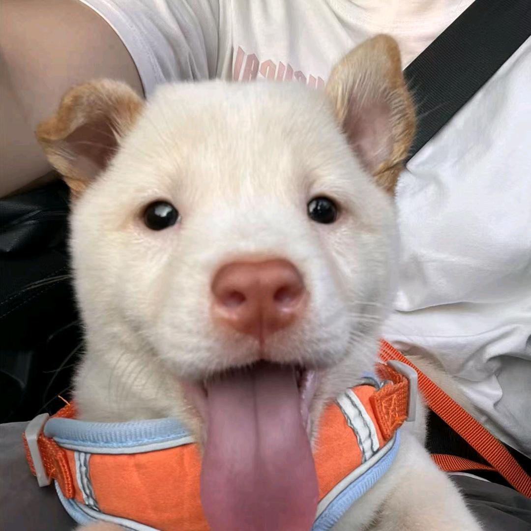 西米不是西米露