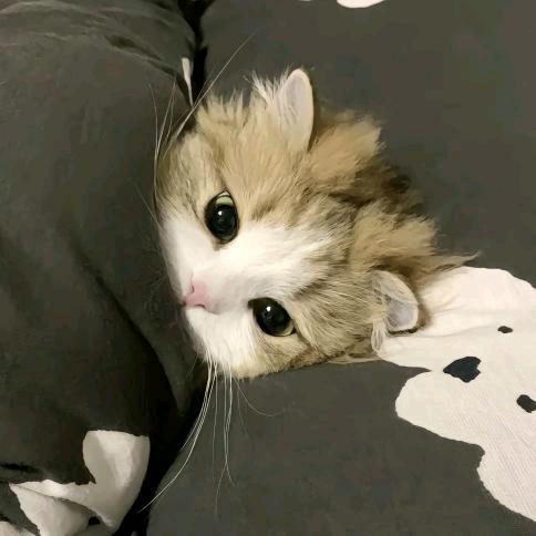 绒绒
