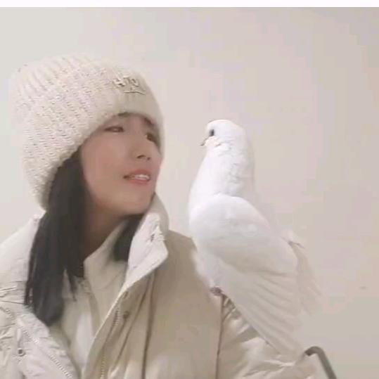 小高观赏鸽
